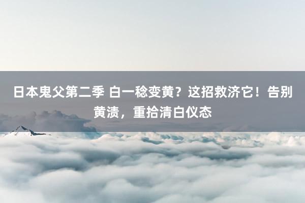 日本鬼父第二季 白一稔变黄？这招救济它！告别黄渍，重拾清白仪态