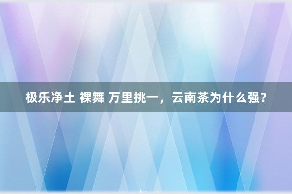 极乐净土 裸舞 万里挑一，云南茶为什么强？